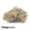 G13 Classic