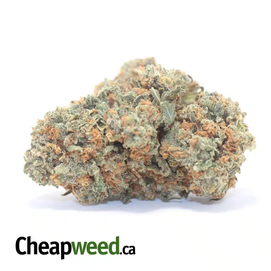 G13 Classic