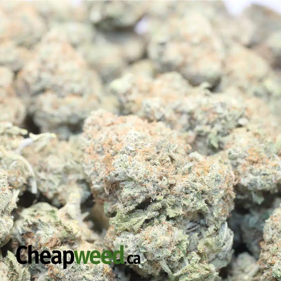 GIRL SCOUT COOKIES 1 I Girl Scout Cookies