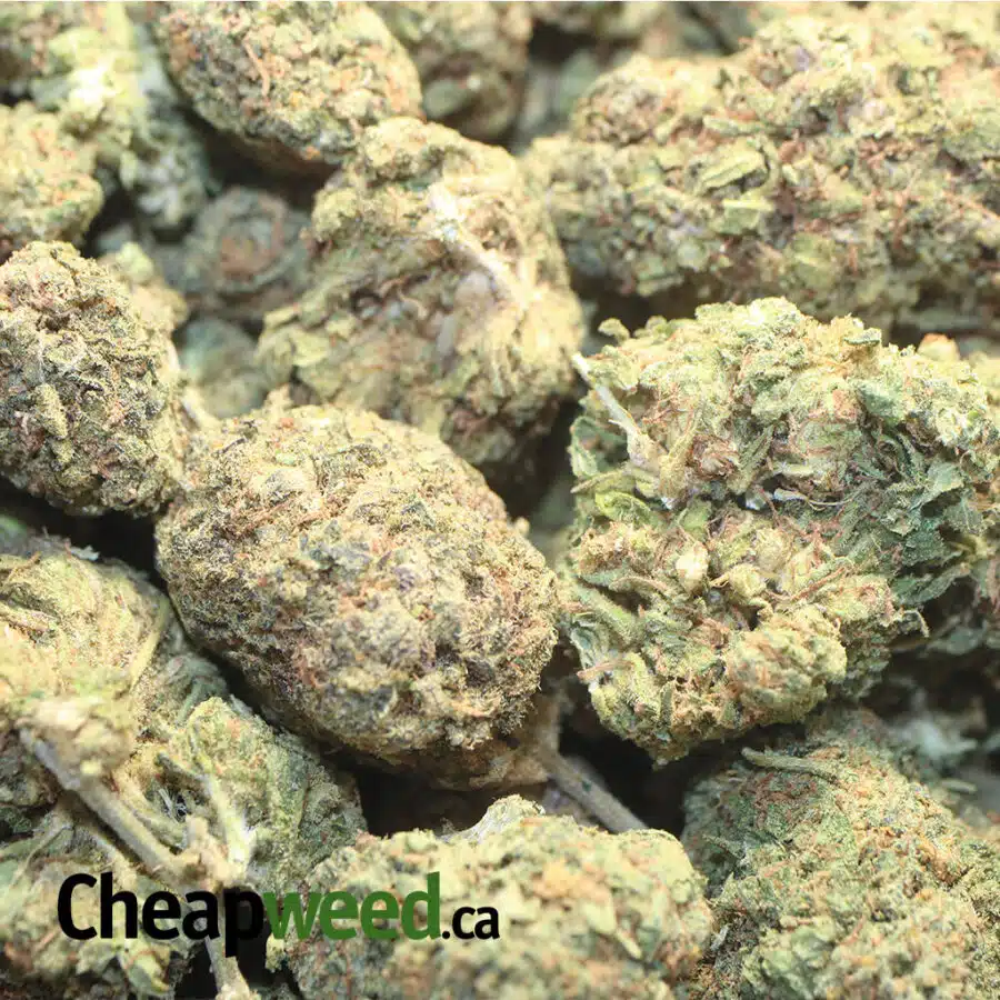 GREEN KUSH BS 3 I Green Kush Bulk Special