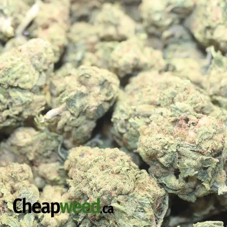 GREEN WIDOW BS 1 I Green Widow Bulk Special