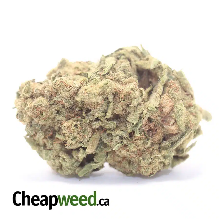 Green Widow Bulk Special
