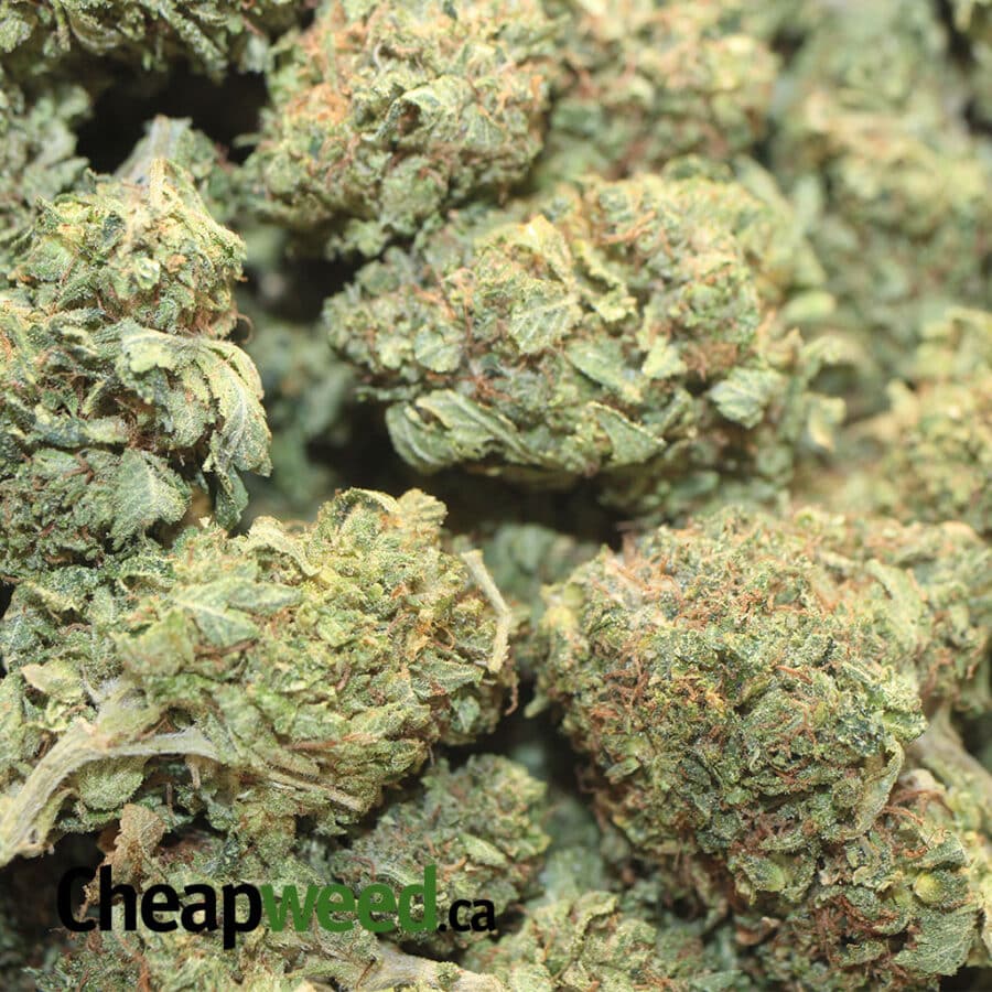 GREEN WIDOW DOD 1 I Green Widow - *Deal of the Day*