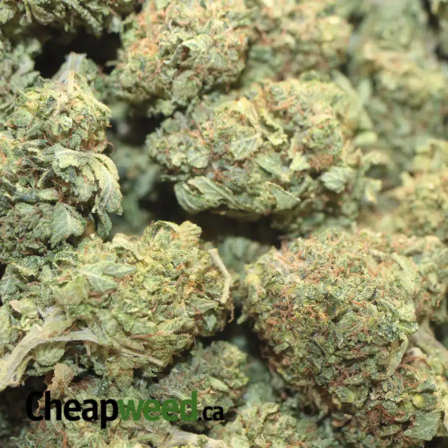 GREEN WIDOW DOD 1 I Green Widow - *Deal of the Day*