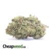 Green Widow - *Deal of the Day*
