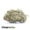 Green Widow - *Deal of the Day*