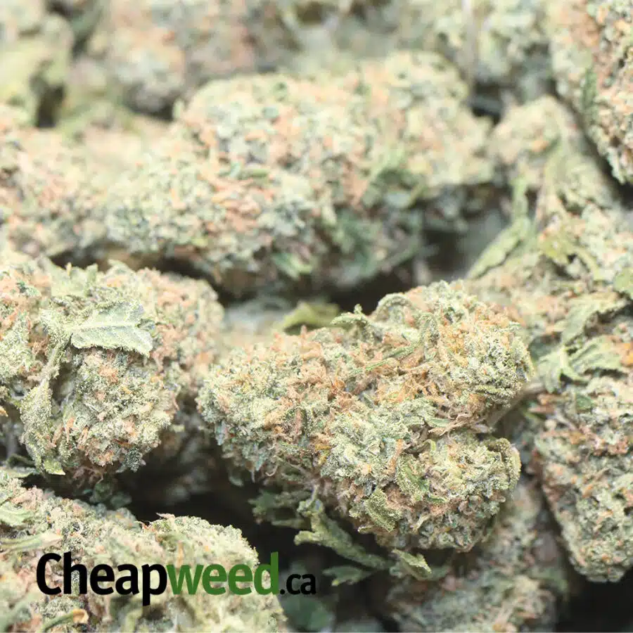 GREEN WRECK 1 I Green Wreck - *Deal Of The Day*