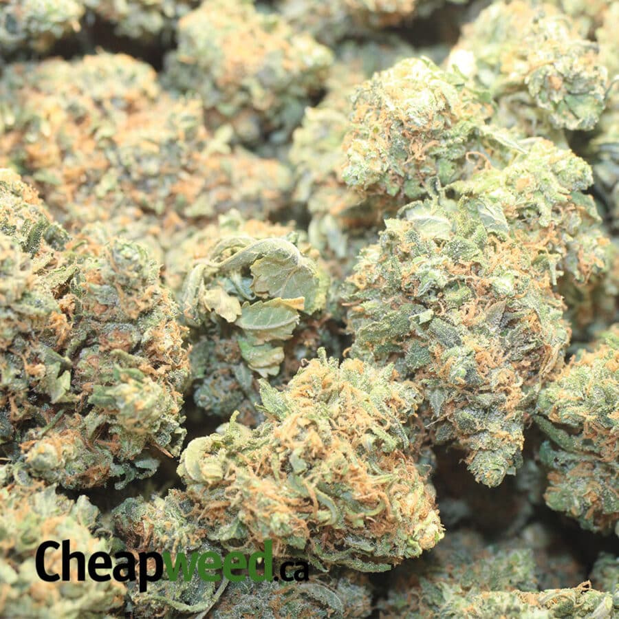 INCREDIBLE DOD 3 I Incredible - *Deal Of The Day*