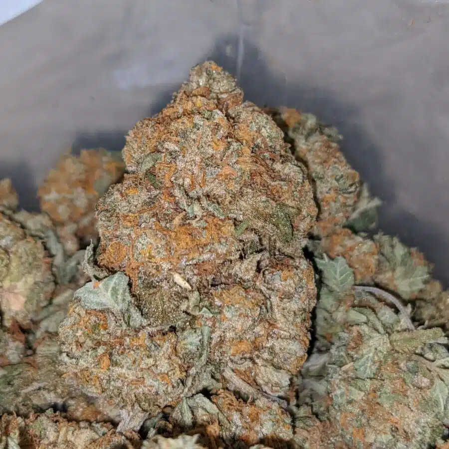 JUNGLE MINTS 1 I $ 69 Oz - Jungle Mints