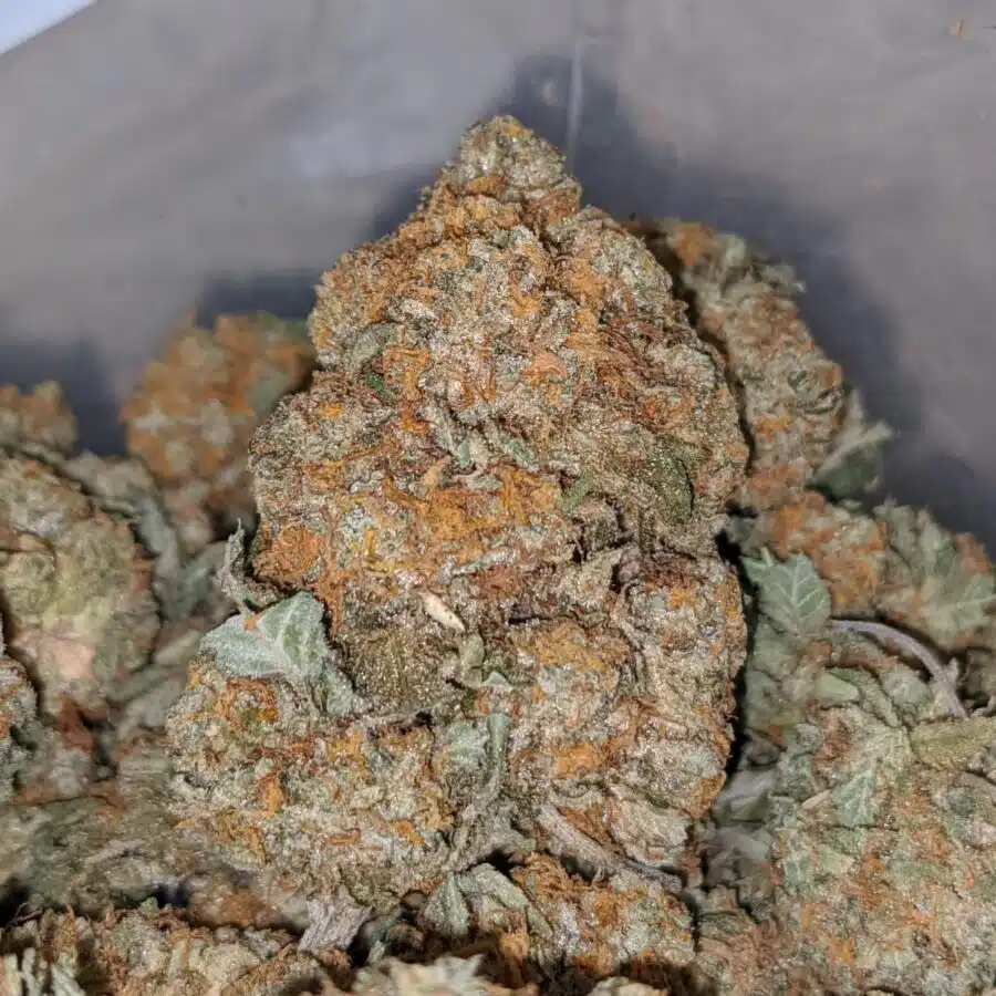 JUNGLE MINTS 2 I $ 69 Oz - Jungle Mints