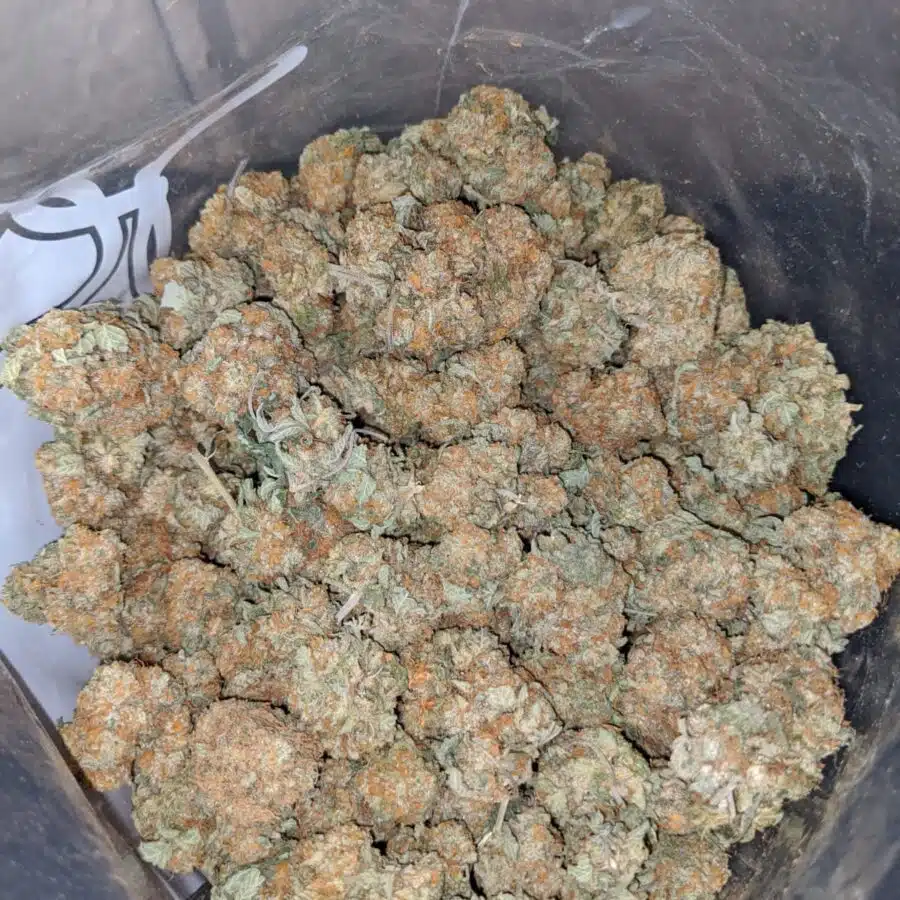 JUNGLE MINTS 4 I $ 69 Oz - Jungle Mints