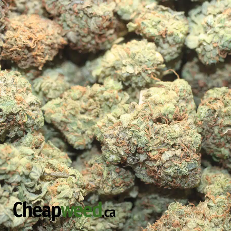 KOSHER KUSH DOD 1 I Kosher Kush - *Deal of the Day*