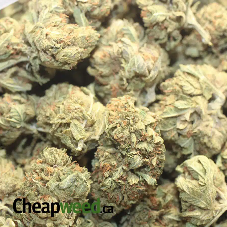 KUSH BOMB DOD 1 I Kush Bomb - *Deal Of The Day*