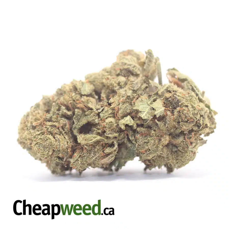 Kush Bomb - *Deal Of The Day*