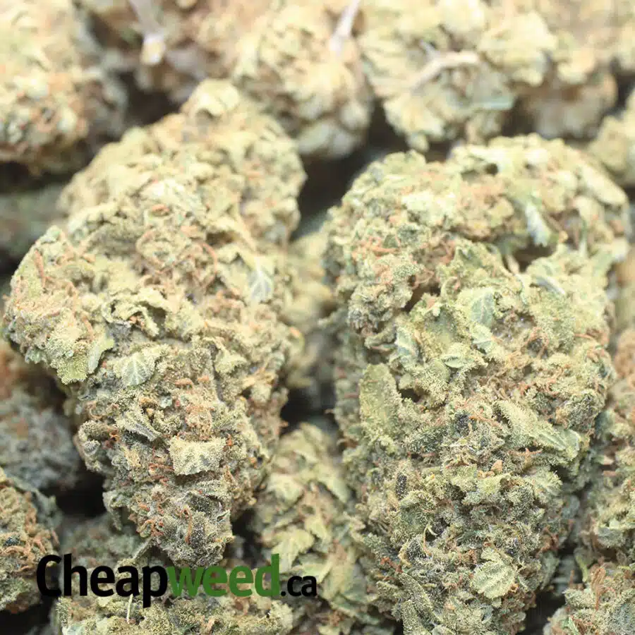 LEMON THAI BS 1 I Lemon Thai Bulk Special