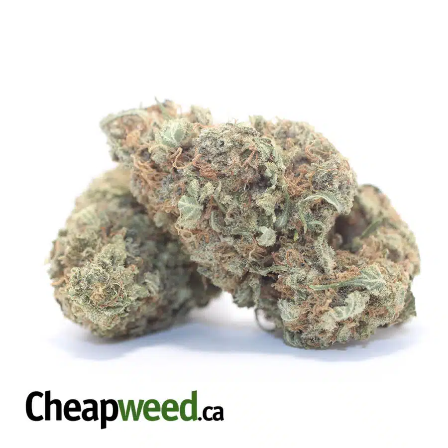 LEMON THAI BS 3 I Lemon Thai Bulk Special