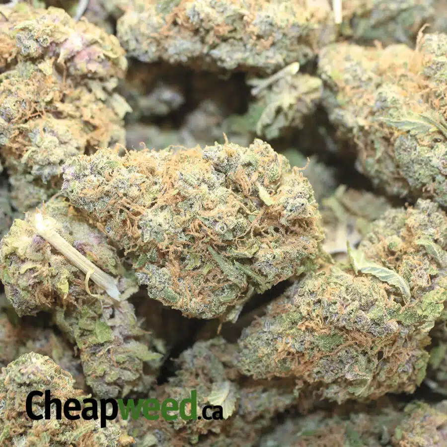 MINT CHIPZ DOD 1 I Mint Chipz - *Deal Of The Day*