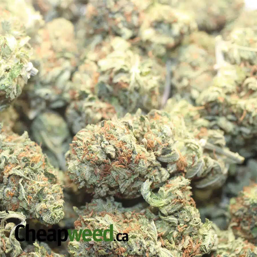 OG KOSHER KUSH 1 I OG Kosher Kush
