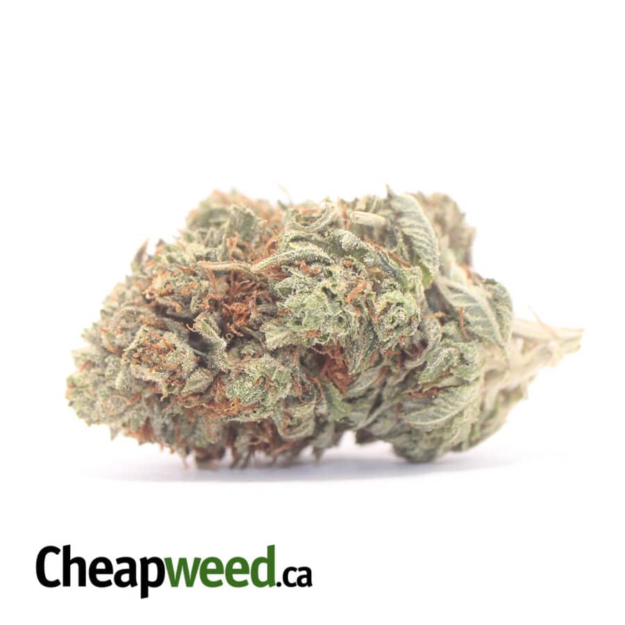 OG Kosher Kush