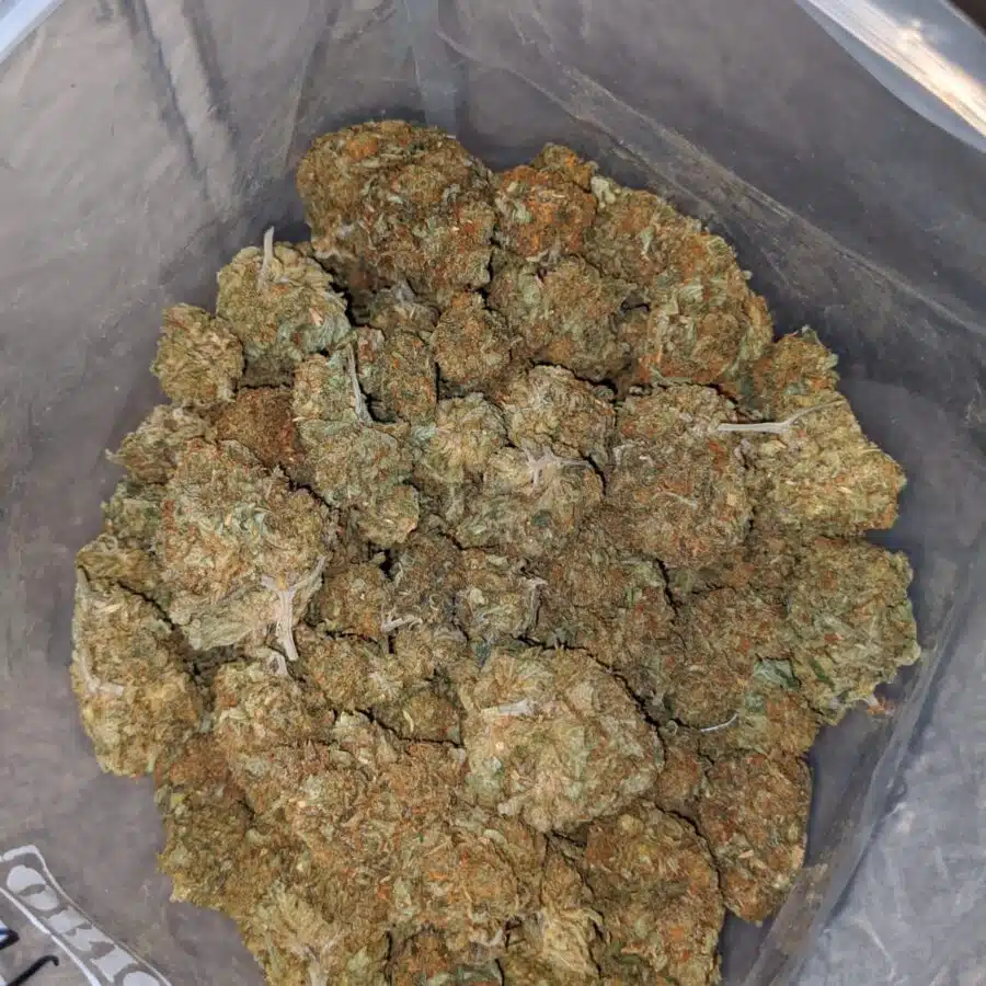ORANGE CREAM 4 I Sour OG - *Deal Of The Day*