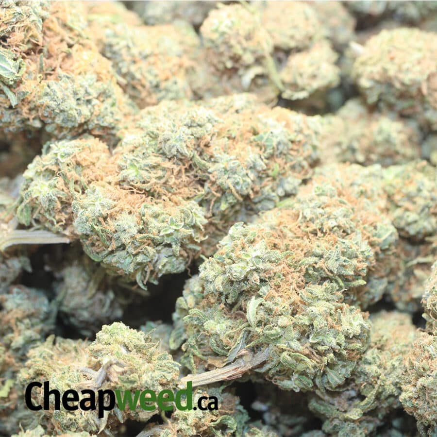 ORANGE CREAM DOD 2 I Orange Cream - *Deal Of The Day*