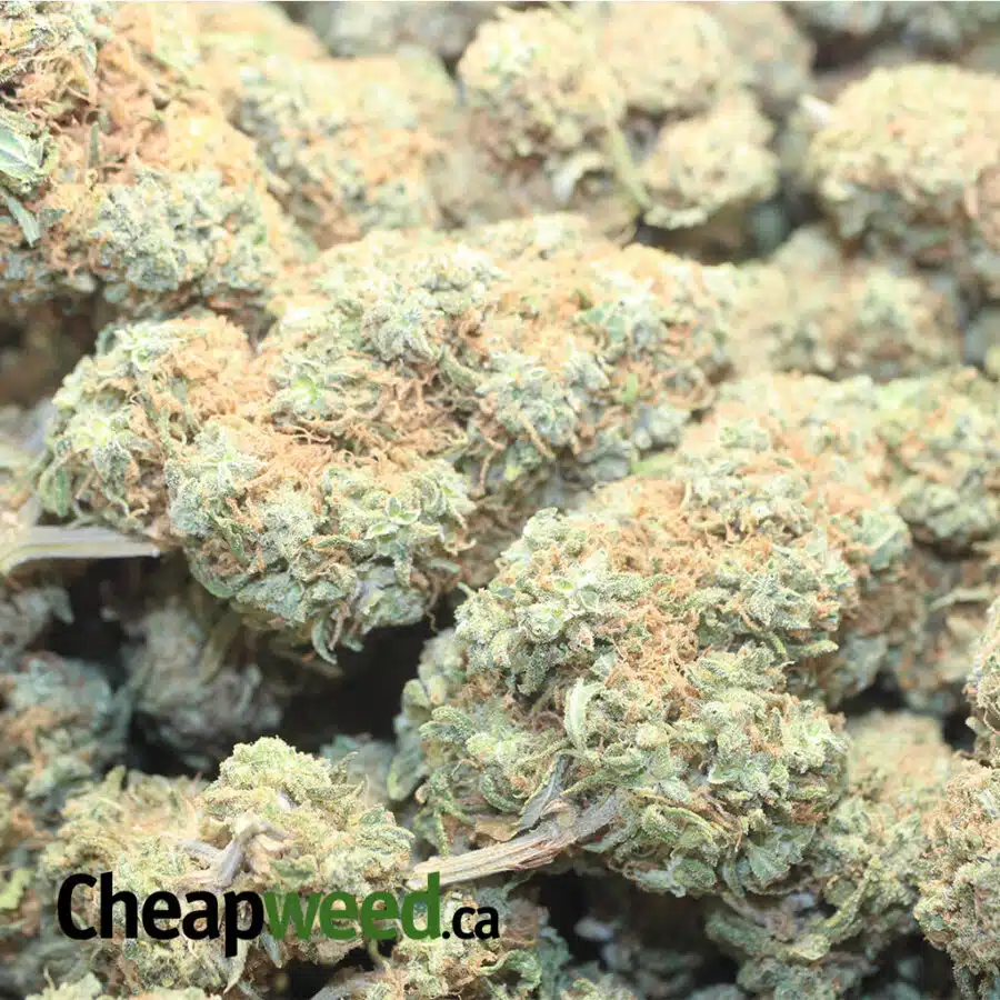 ORANGE CREAM DOD 2 I Orange Cream - *Deal Of The Day*