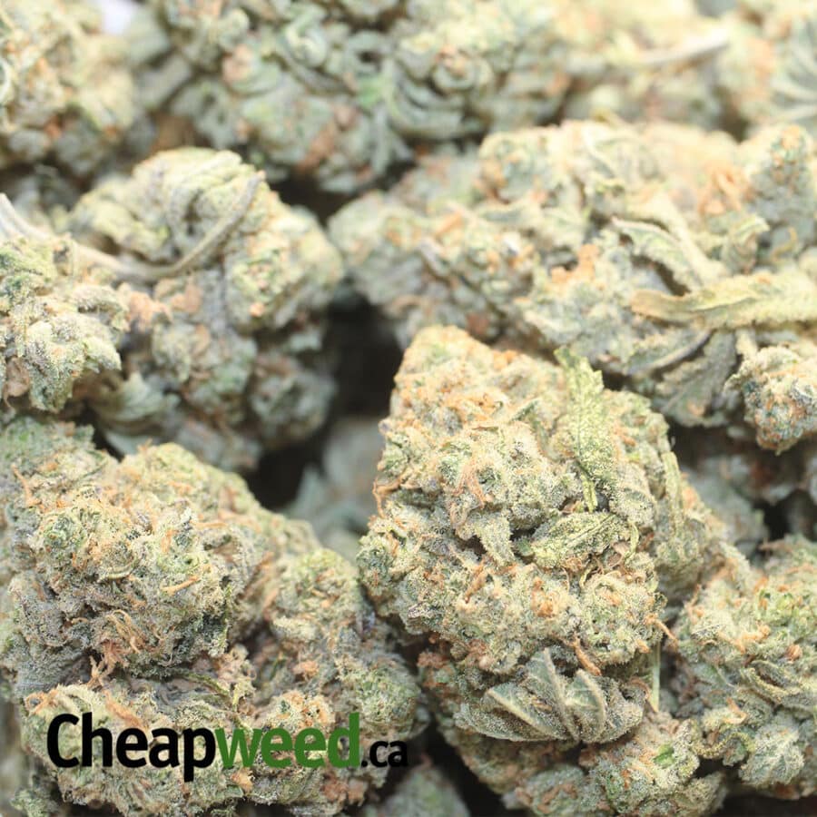 PLAT MENDO COOKIES 1 I Platinum Mendo Cookies