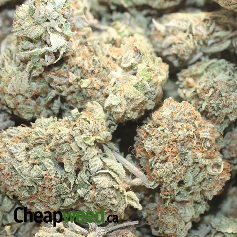 Sweet Octane x Thunder Cookies - Image 3