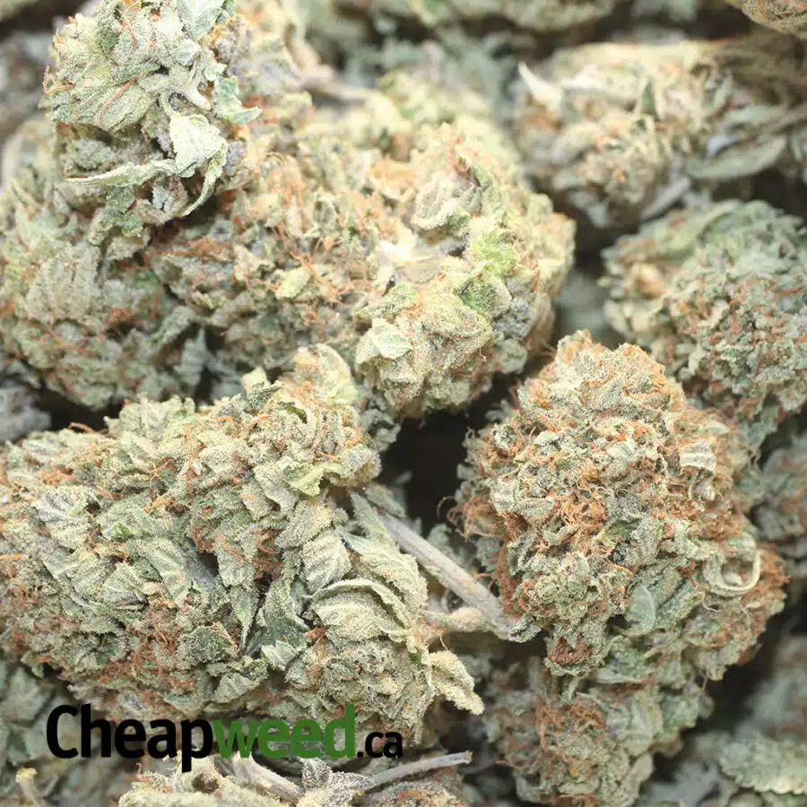 PURPLE OCTANE DOD 1 I Sweet Octane x Thunder Cookies