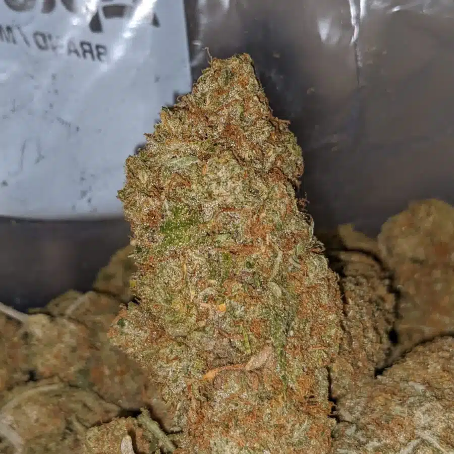 SHERBET GELATO 1 I Mango - *Deal Of The Day*