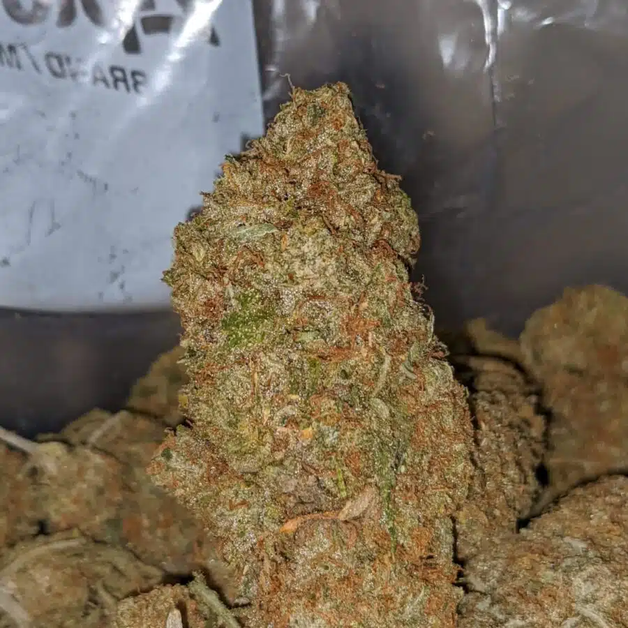 SHERBET GELATO 2 I Mango - *Deal Of The Day*