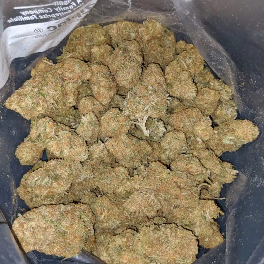 SHERBET GELATO 4 I Mango - *Deal Of The Day*