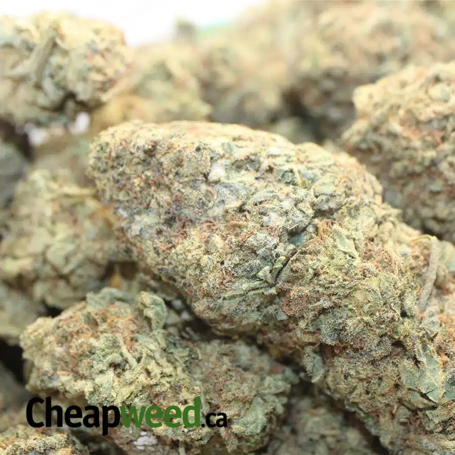 SOUR AMNESIA AA 1 I Sour Amnesia AA+