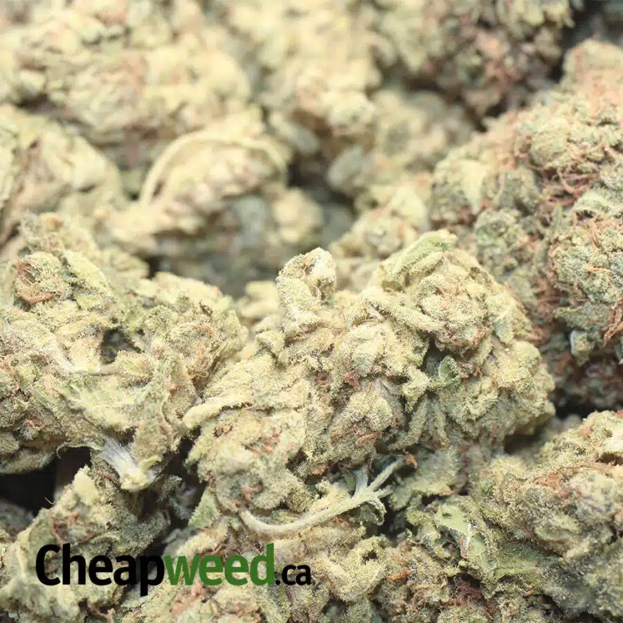 SOUR CRACK AA 1 I Sour Crack AA+