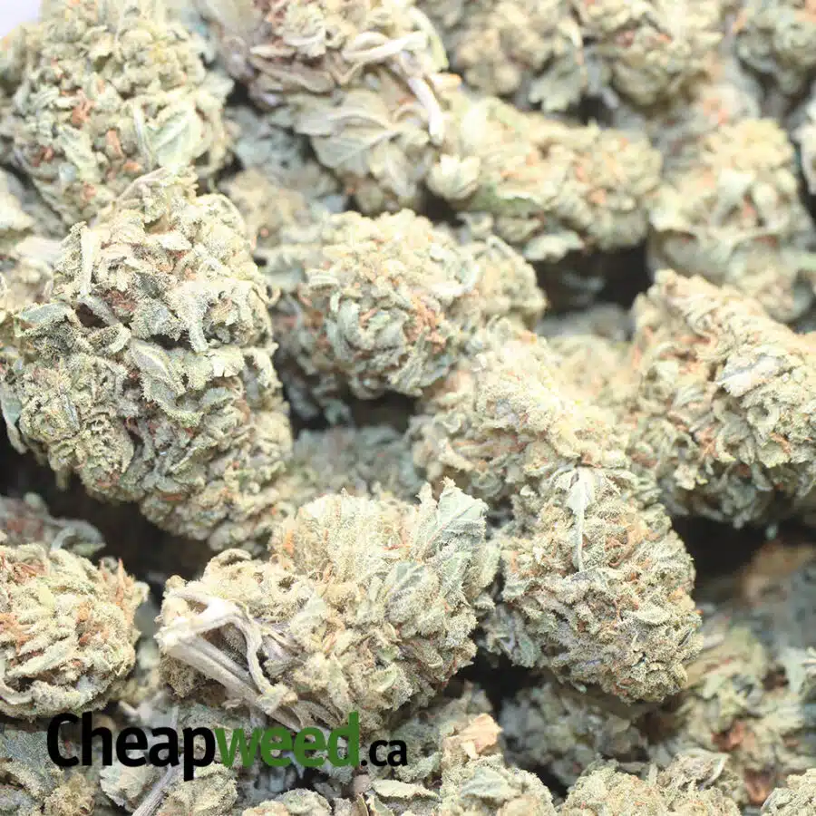 SOUR KOSHER AA 2 I Sour Kosher AA+