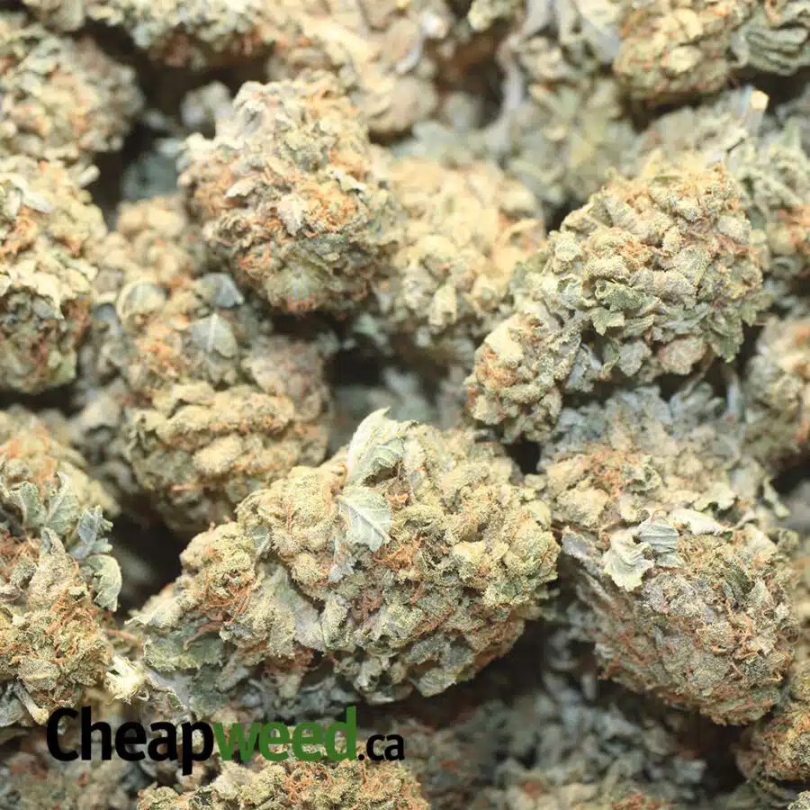 SOUR KUSH BS 1 I Sour Kush Bulk Special
