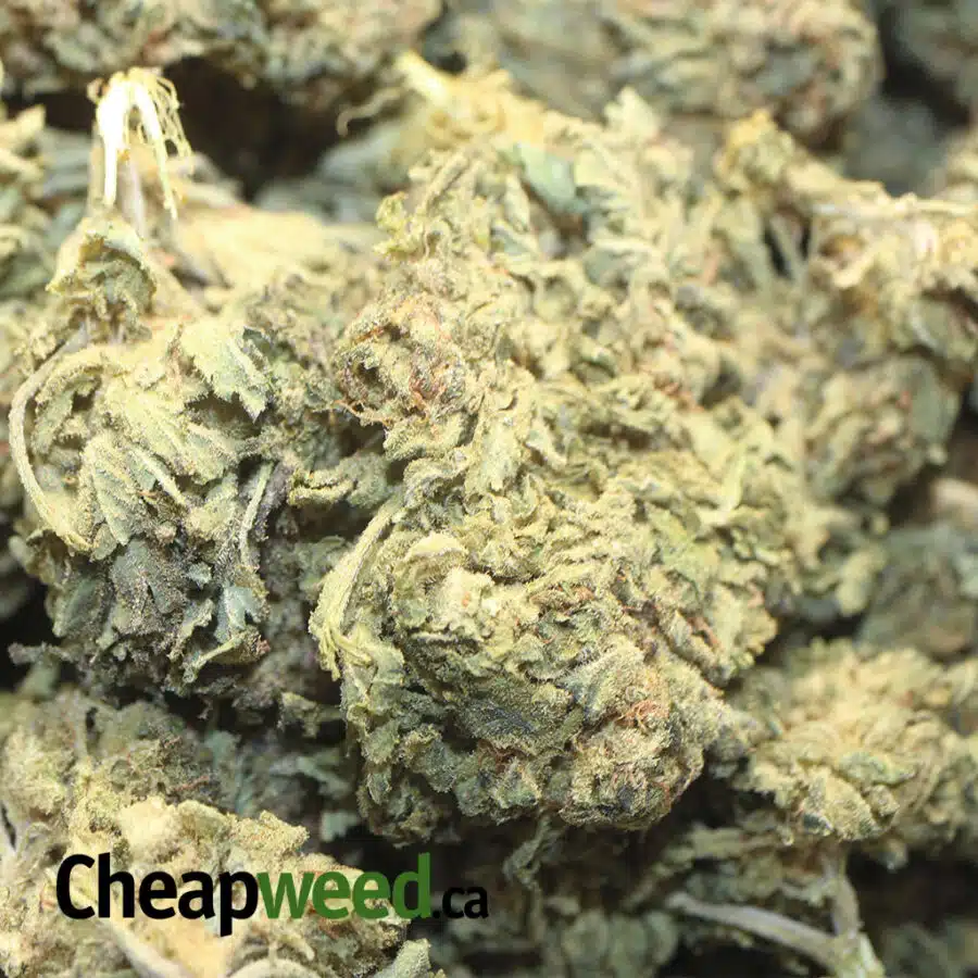 SOUR POISON AA 1 I Sour Poison AA+