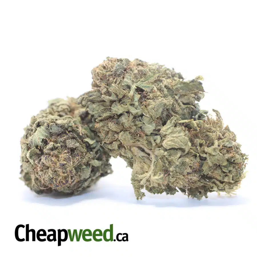 Alternative view of Sour Poison AA+