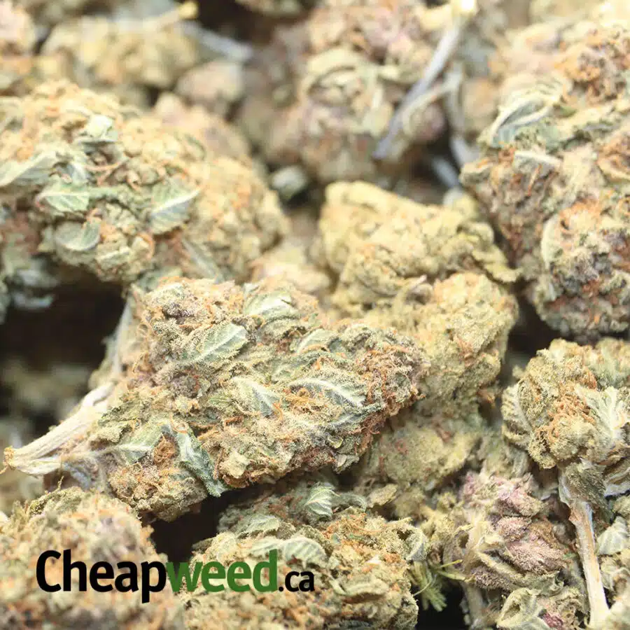 SOUR SAGEBUSH AA 1 I Sour Sagebush AA+