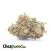 Sour Sagebush AA+