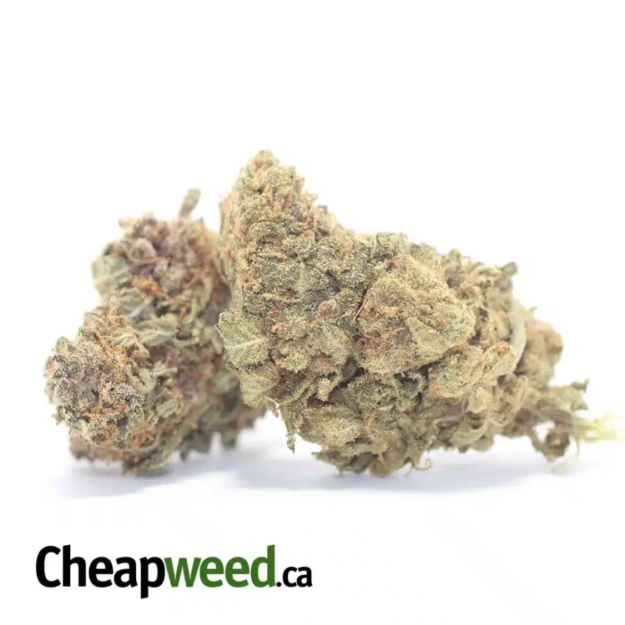 Alternative view of Sour Sagebush AA+