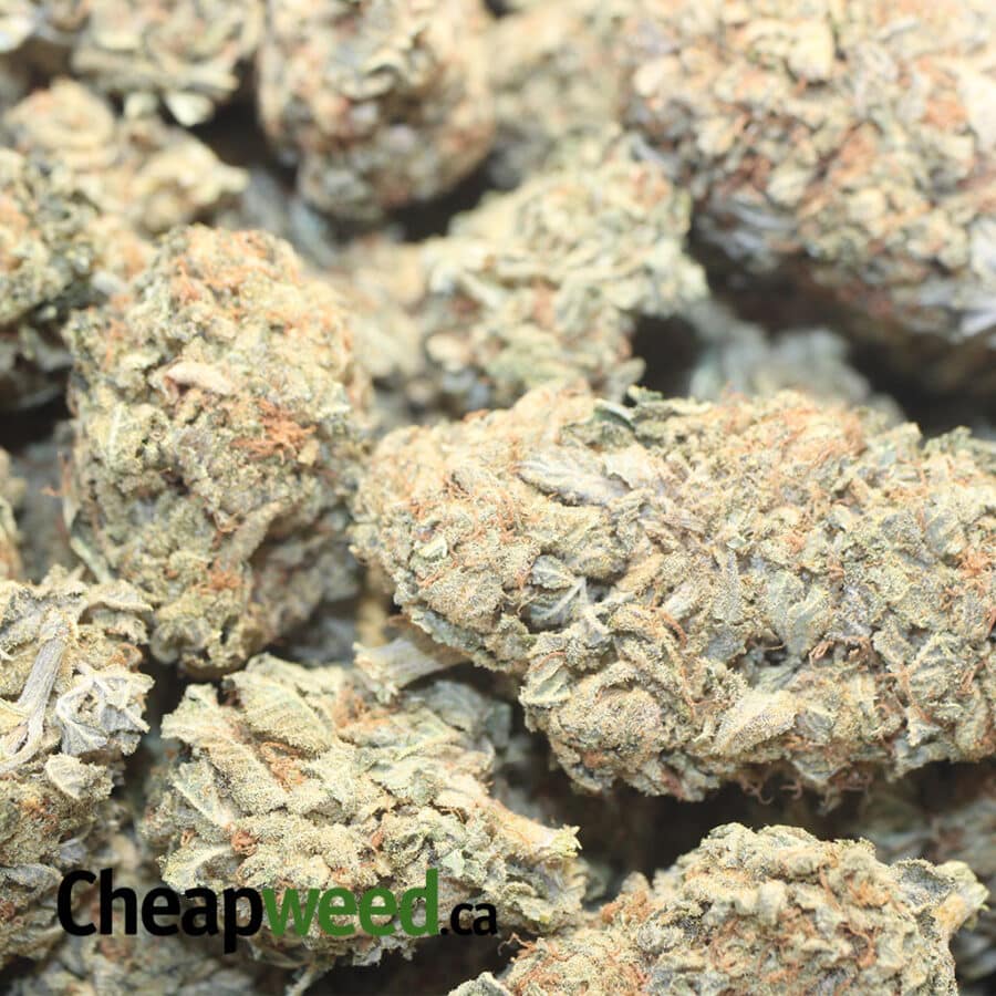 SOUR WRECK BS 1 I Sour Wreck Bulk Special