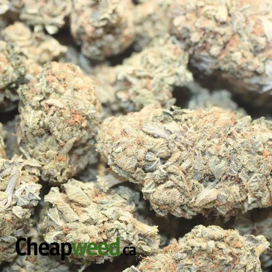 SOUR WRECK BS 1 I Sour Wreck Bulk Special
