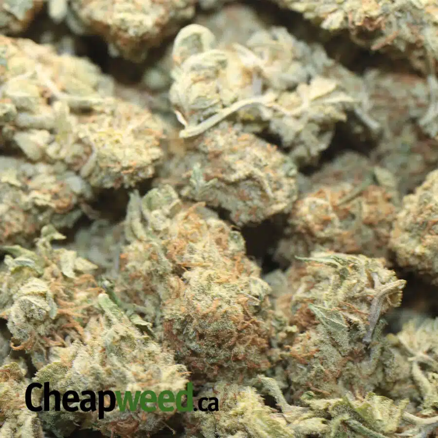 SWEET TANG BS 1 I Sweet Tangerine Bulk Special
