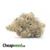 Sweet Tangerine Bulk Special