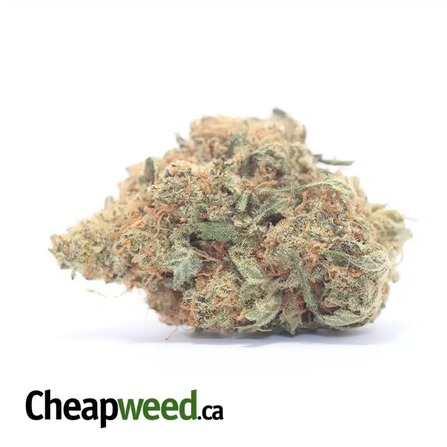 Sweet Tangerine Bulk Special
