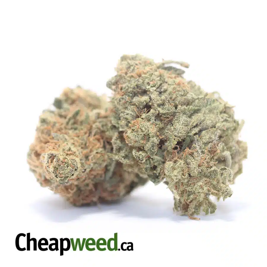 Alternative view of Sweet Tangerine Bulk Special