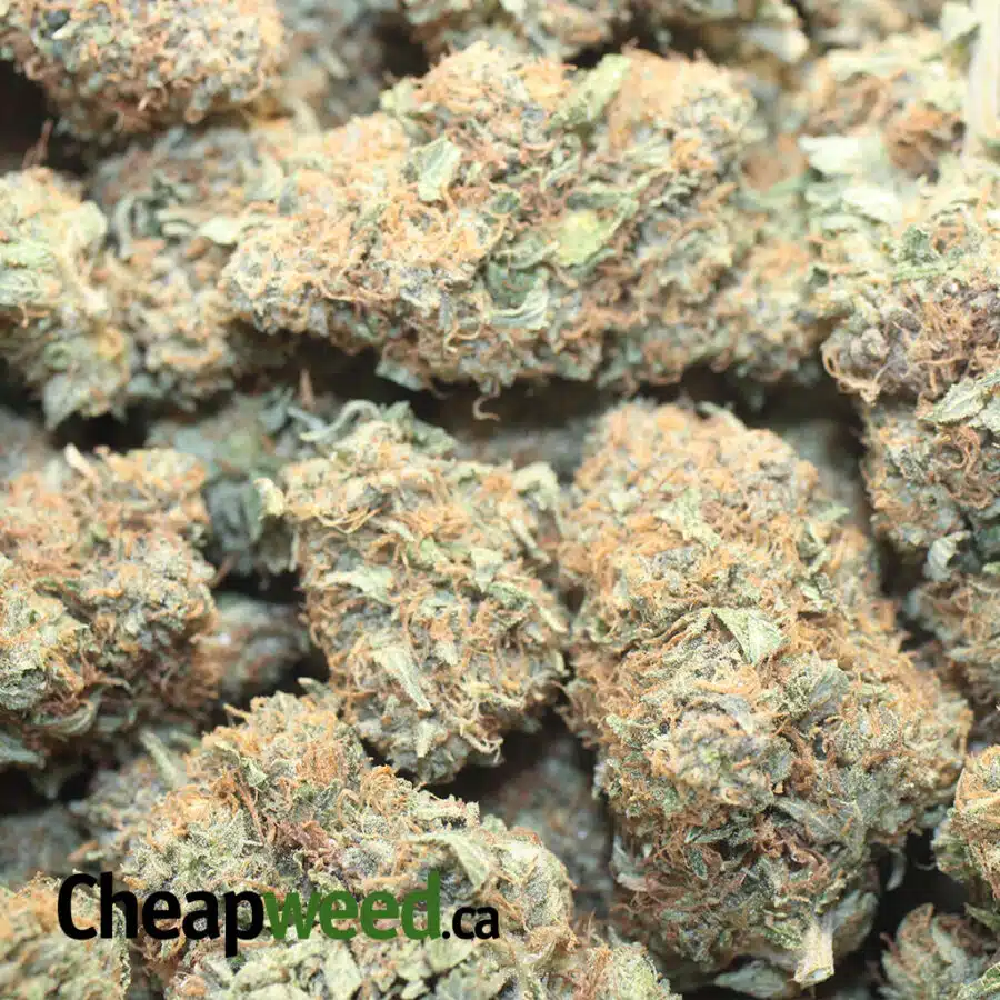 TONY JEDI KUSH 1 I Tony's Jedi Kush
