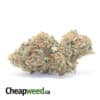 Tony's Jedi Kush