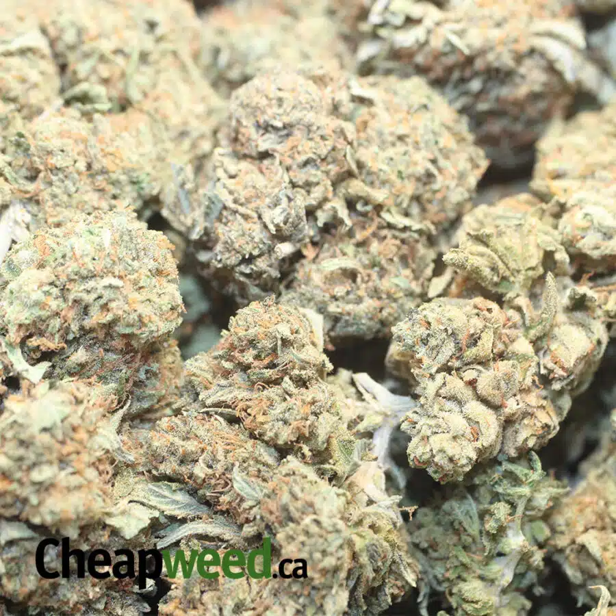 TONY WTF KUSH 1 I WTF Kush #2